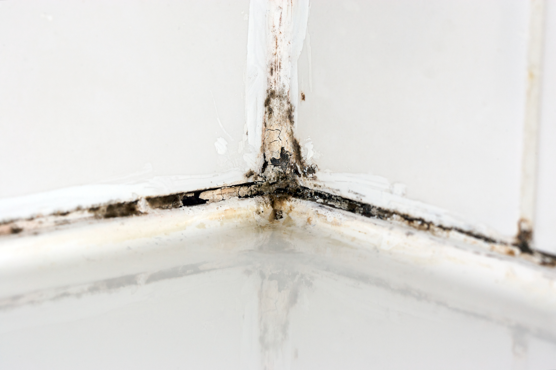 Mold vs. Mildew - Home Biotesting