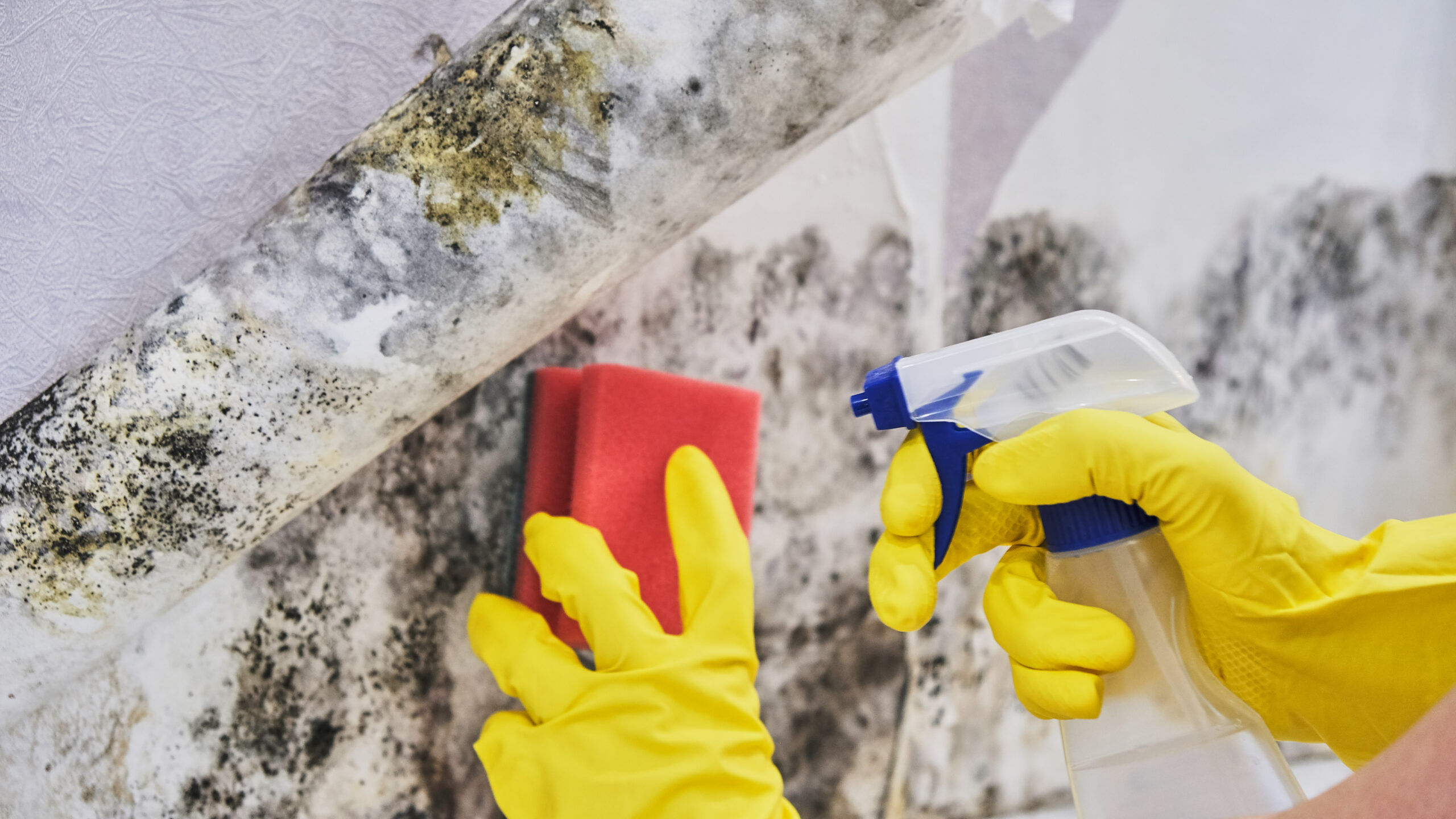 how-to-test-a-house-for-mold-home-biotesting